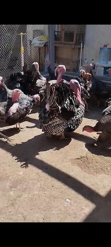 chappi it yemi: Dişi, Amerika, Damazlıq, Ünvandan götürmə — 2