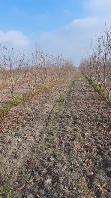 купить 1 комнатную квартиру в баку: Quba-Xaçmaz ərazisindədir Asvalt yola 5km yaxınlıqda 6 illik karmen — 6