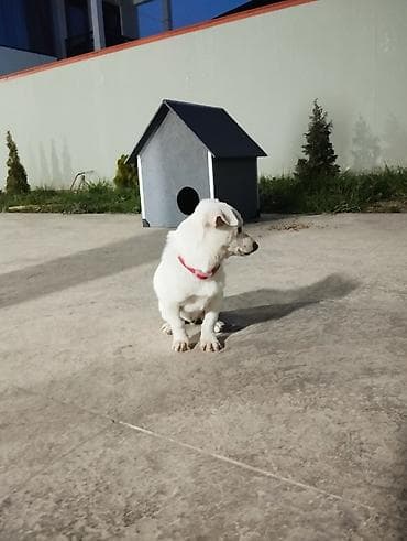 Cek rassel teryer, 3 ay, Erkek, Peyvəndli, Ünvandan götürmə