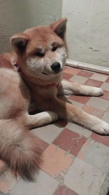 Akita-inu, Peyvəndli lalafo.az -da Akita-inu, Peyvəndli