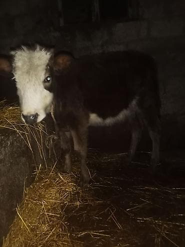 İtlər: Diş dandı 670 diylir riyalı alci zengin vursun hevan celilabada — 3