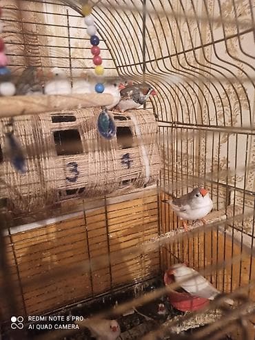 sisar quşu: Zebra amadinleri. 11 ededdir. 2 cut qalanlarida oz balalaridir — 2