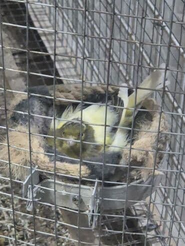 Heyvanlar üçün mallar: Ana 1 dene balasi var bu ilki mayadi — 2