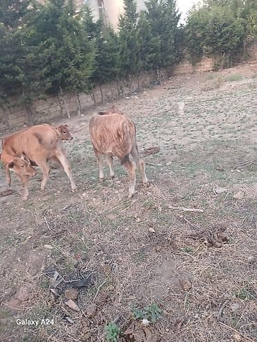 kök dana: Satılır: 2 baş dana - Növ: iri buynuzlu heyvan (dana) - Say: 2 ədəd - — 2