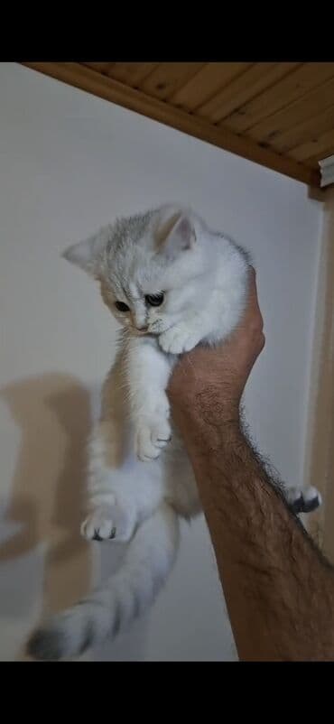 menks cinsi pişik: Şotland, Erkək, Dişi, Yaxşı əllərə, Pulsuz çatdırılma, Ödənişli çatdırılma — 1