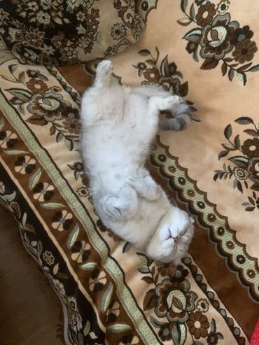 домики для кошек баку: Шотладская вислоухая — 2