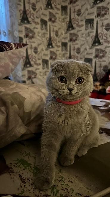 pişik pulsuz: Şotland, Dişi, Pulsuz çatdırılma — 1