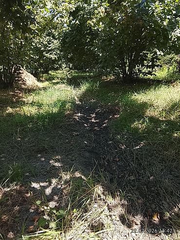 qebelede torpaq: Kənd təsərrüfatı, Kupça (Çıxarış) — 2