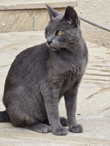 шотландский вислоухий котенок баку: Rus mavi, Dişi, Yaxşı əllərə, Ünvandan götürmə, Ödənişli çatdırılma — 3