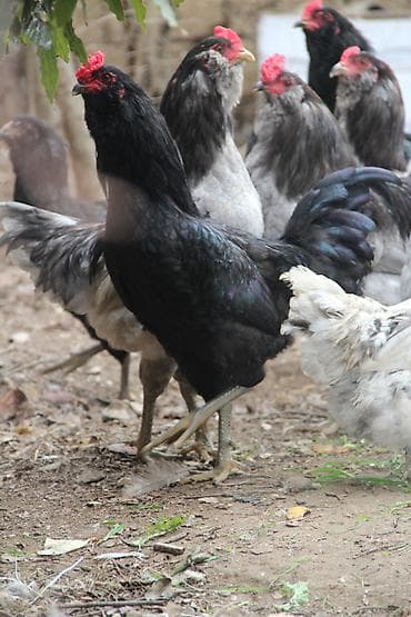 ev iti ucuz: Xoruz, il: <1, Ünvandan götürmə, Ödənişli çatdırılma — 4