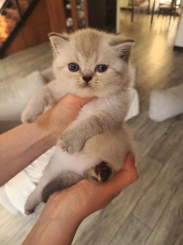 exotic shorthair: Britan — 3
