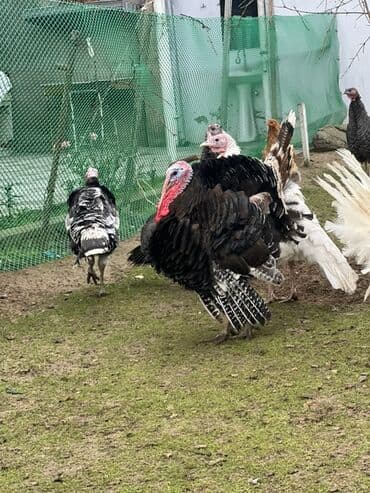 Alfa Romeo: Erkək, Damazlıq — 4