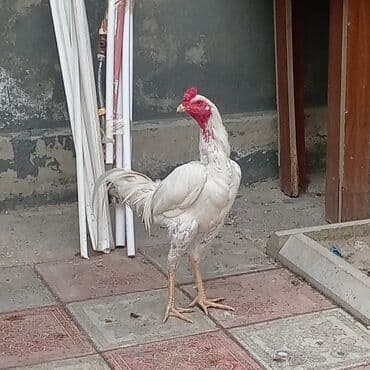 Zavan xoruz, banlayir