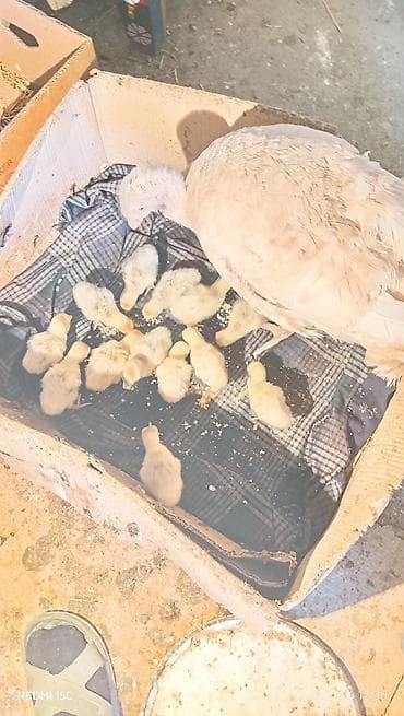 hinduska satilir: Самец, Amerika, Для мяса, Самовывоз — 2