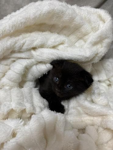 it pişik: Boz və qara rəng palitrasında balaca pişik balaları Xüsusiyyətlər: - — 9