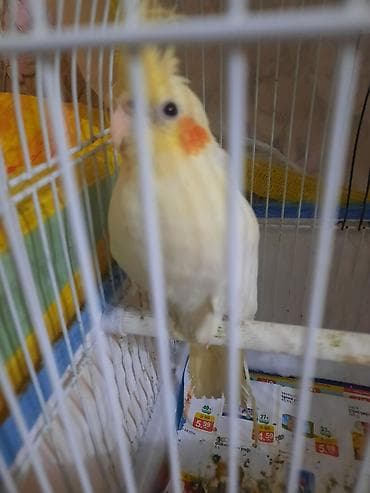 korella tutuquşu: Nimfa (cockatiel) tutuquşu - Rəng: açıq sarı-ağ tüklər, yanaqlarda — 6