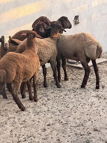 qoyun satsi: Quzu, Dişi, Qala, ay: 1, 22 kq, Damazlıq, Südlük, Ətlik, Ünvandan götürmə — 2