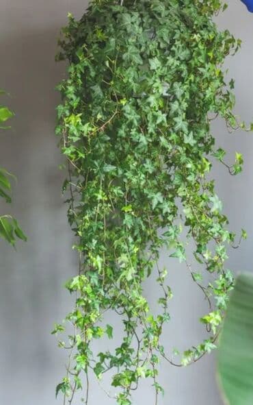 pul gulu cicek aciyor: Süni yaşıl bitki bəzəkləri – interyer və tədbirlər üçün dekorativ — 19