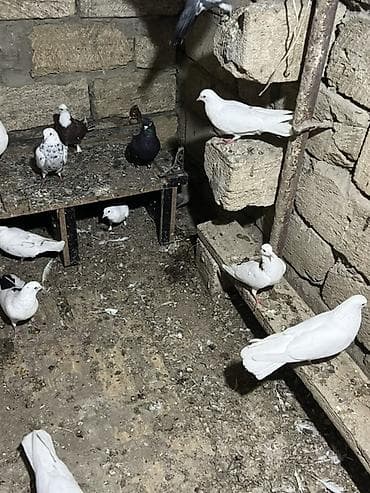 qaz quş: Məhsul: Ev göyərçinləri dəsti

23.24 Quşdu Tecili Satılır — 1