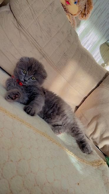 pişik satisi 2019: Şotland yastı qulaq — 4