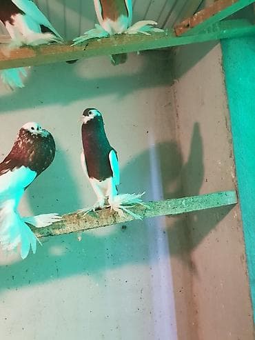 pişik yem qabı: Pişiklər — 10