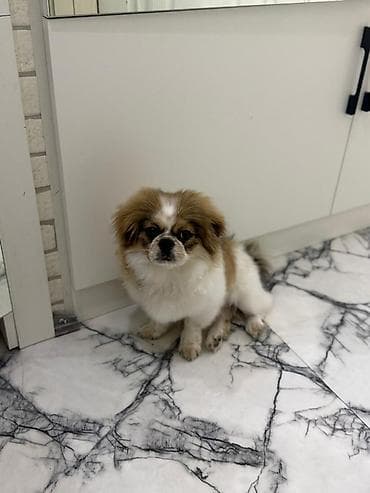 Pekines, 5 ay, Erkek, Peyvəndli, Ünvandan götürmə — 2