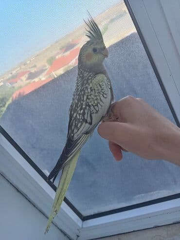 əbabil quşunun qiyməti: Salam, şəkillər 2 aylıqında çəkilib indi 5 aylıqdılar boz erkək, çilli — 4