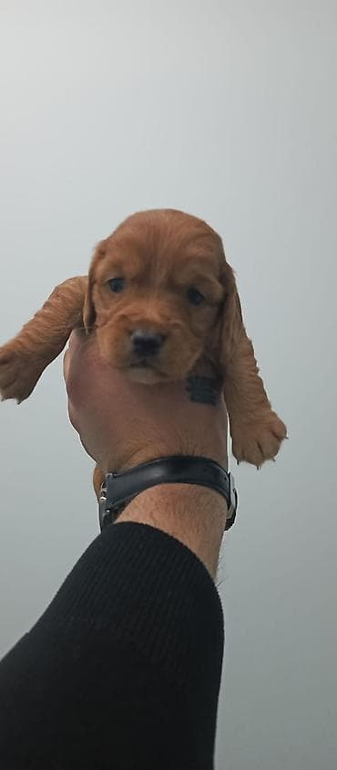 Heyvanlar üçün mallar: Koker spaniyel — 2