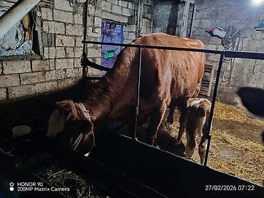 Ördəklər: Dişi, Simental, il: 3, 900 kq, Südlük, Rayonlara çatdırılma — 4