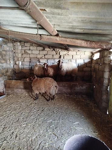 hind qusu satisi: 1 Qoç, 2 Qoyun. 1 Dişi şişək, 1 ci qarına bogazdi. 70, 80 kiloluq — 7