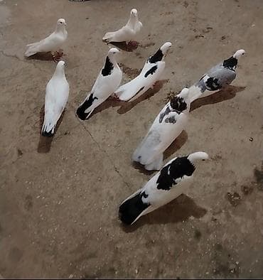 göyərcin: Tutulma quslardi 3 nun meydin tutmusam pula ehtiyac var diye satiram — 1