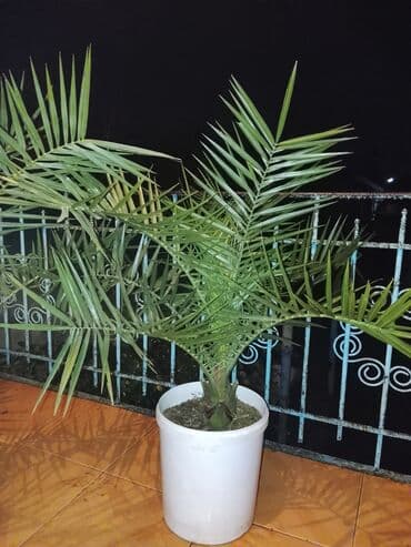 Çöl bitkiləri: Xurma palmisi (phoenix dactylifera tipli) — dekorativ qap içi/açıq — 2