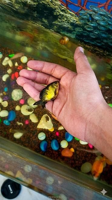 Qızıl balıq, Sülhsevər