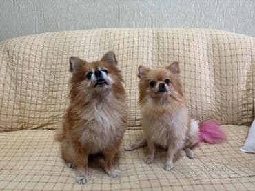 собака шпиц: Шпиц, 2 месяца, С прививками — 7