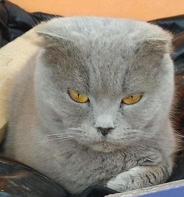 İtlər: Şotland yastı qulaq, Dişi, Ünvandan götürmə — 2