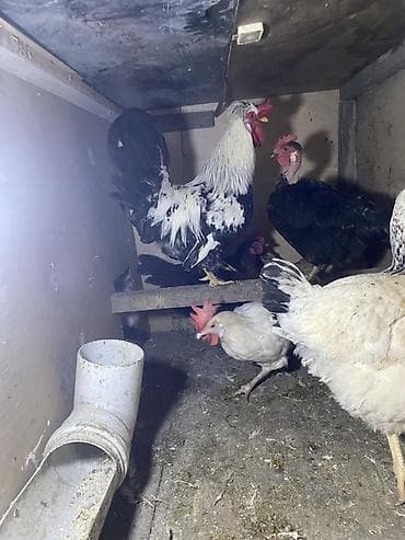 toyuq satilir: Xoruz satılır 1 ilkesi Cox aktiv xoruzdu — 2