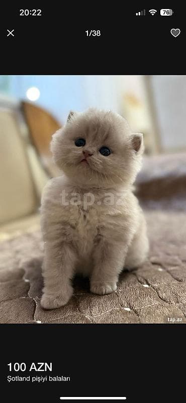 akvarium 120 cm: Şotland — 2