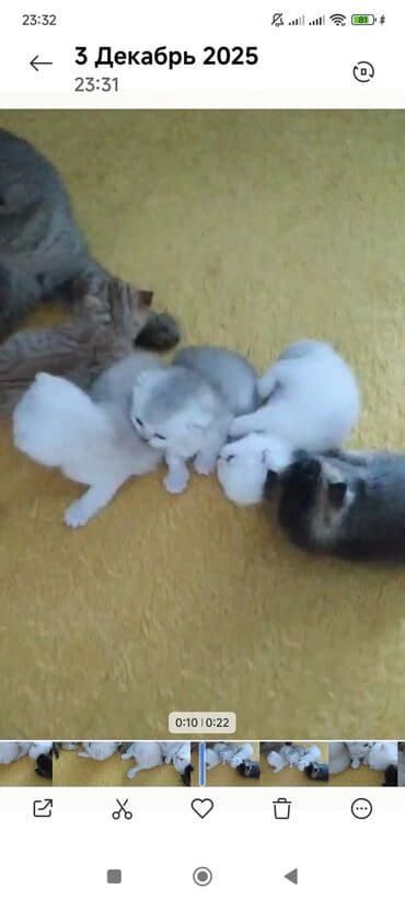 Pişiklər: Şinşilla, Erkək, Dişi — 4