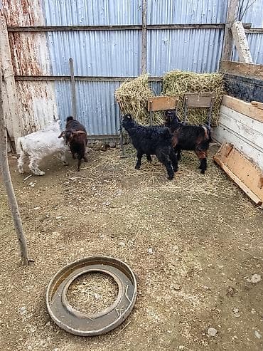 ördək balası və cücə: Balalı keçilər – yerli cins biri hələb dörd çəpşdi ikisi erkək — 4