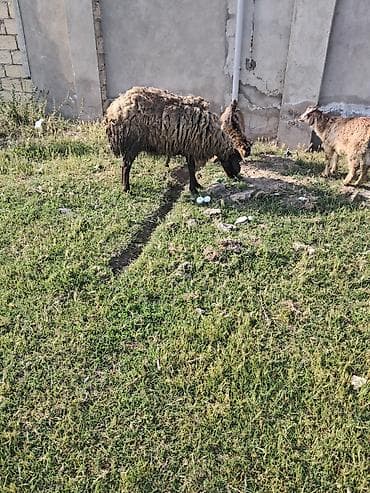 qala quzuları: Qala qoyunu cavan heyvandi — 1