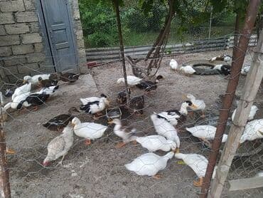 kuban ördek: Dişi, | Kuban, Damazlıq, Ünvandan götürmə — 2