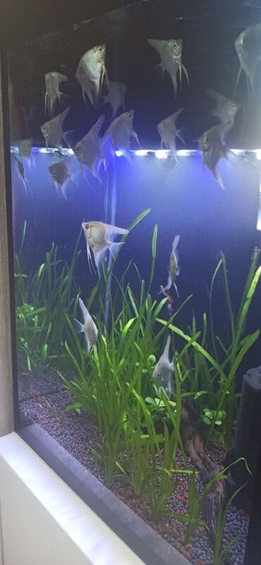 ko şamo: Mələk balığı (skalyari), Sülhsevər — 21