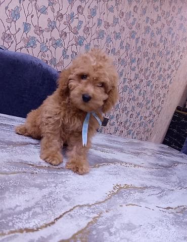 pekines satilir: Pudel, 3 ay, Erkek — 3