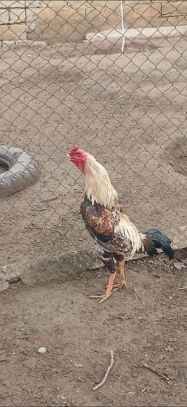 Temiz qan hehrati doyusleri var ve qelebeleride yerim yoxdur deye