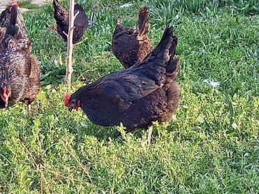 sort toyuq: Toyuq, Australorp, Damazlıq, Ünvandan götürmə, Ödənişli çatdırılma, Rayonlara çatdırılma — 2