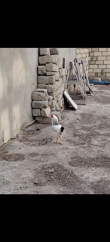 qus yuvasi: Hər ölçüdə toyuqlar xoruzlar 3 kloya qədər toyuqlar var çəkilərine — 3