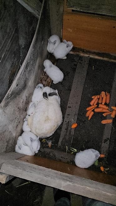 Atlar: Salam iki eded boyuklerdi boyukler satilmir kariforniya cinsidir — 8