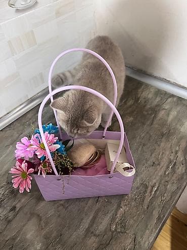 pisik britan: Britan, Dişi, Yaxşı əllərə, Ünvandan götürmə — 2