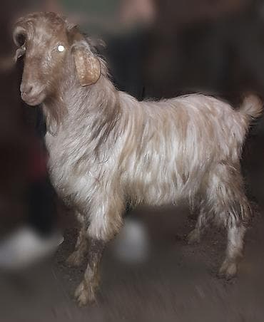 Salam keçiləri satıram. 1-i 250 manatdan. Çəpişlərdə var istəyən olsa