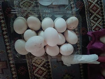 kend cucesi: Toyuq cücələri, Damazlıq — 3